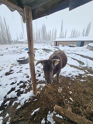 Коровы, быки: Продаю | Корова (самка) | Швицкая | Для молока | Привязанные — 11