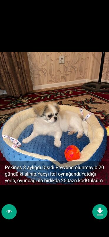 İtlər: 3 ay, Dişi, Peyvəndli — 15