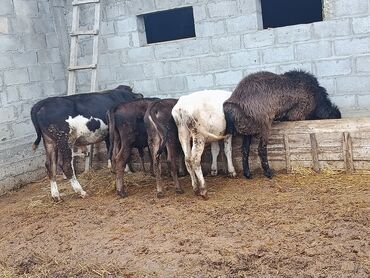 продажа охотничьих собак: Продаю | Музоо, торпок | Полукровка | На откорм