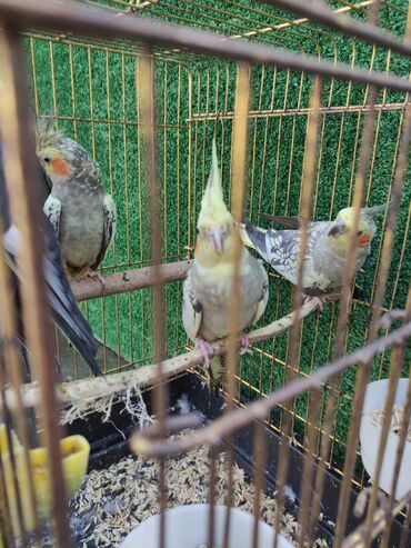 Qəfəslər: Qəfəslər quşlar — 11