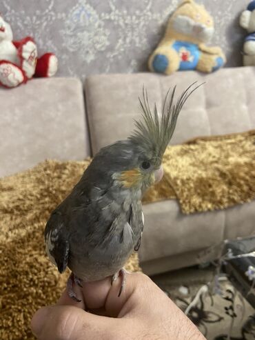 Amadinlər: Növ: karella (papuqayı) – boz rəng çalarları, yanaqlarda narıncı — 12