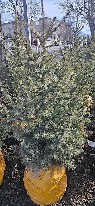 Искусственные ёлки: Ёлка,сосна,голубые ели,пихта,берёза — 12