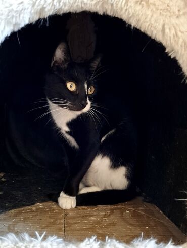 объявление продам собаку: Самка, В добрые руки, Самовывоз