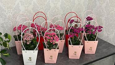 Каланхоэ: Горшечные каланхоэ в подарочных пакетах - Цветение: обильные соцветия — 2