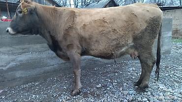 Коровы, быки: Продаю | Корова (самка) — 7