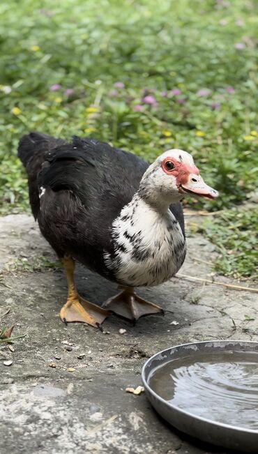 Ördəklər: Muscovy ördəyi (indoutka) – qarışıq qara-ağ lələklər, qırmızı karnizli — 5