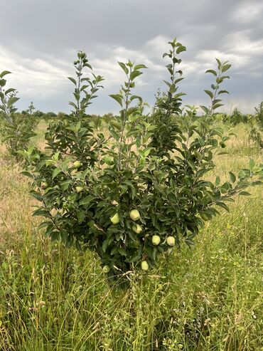 Сельхоз предприятия: Продаю Питомник растений, 1000 соток, Действующий, Без оборудования, Скважина, Холодная вода, Электричество — 7