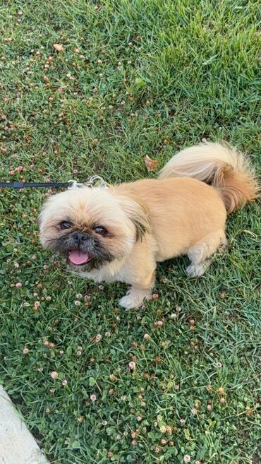 французский бульдог баку: Pekines, 5 il, Erkek, Cütləşmə üçün