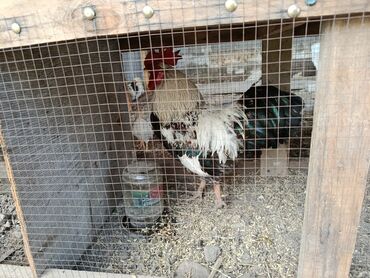 цена голубей: Продаются
🐓
цена 1200 сом