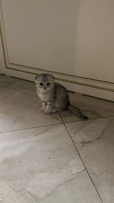 товары для кошек: Шотландский вислоухий котёнок (скоттиш-фолд) серебристого окраса. -