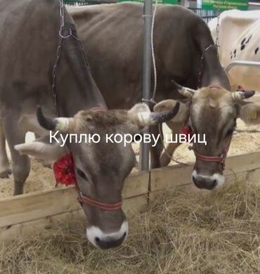 Животные: Куплю | Коровы, быки
