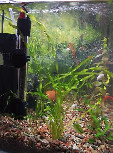 Аквариумы: Продаю аквариум полный комплект параметры: 51 см длина,высота 34 — 6