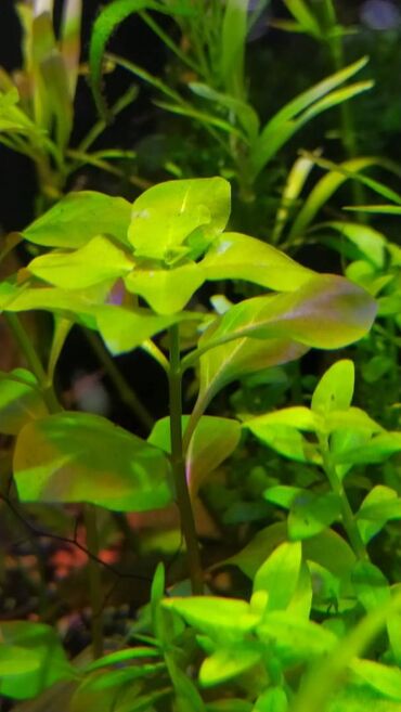 сколько стоит аквариум: Akvarium üçün sadə bitkilər. Adı işıqda inkişaf edir, CO2 lazım deyil