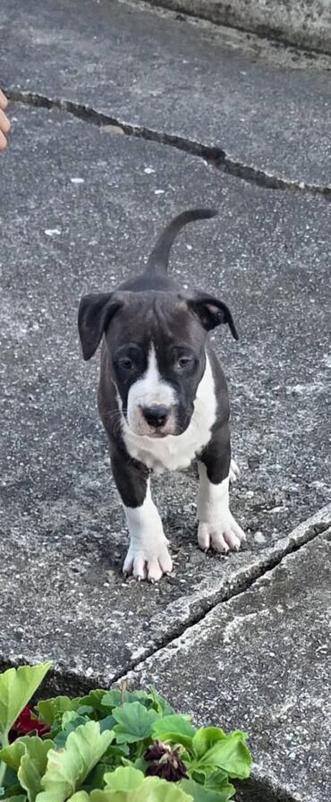 Psi: U ponudi prelepi stenci americkog staforda 2 zenke i 1 muzijak na lalafo.rs — 5 Psi: U ponudi prelepi stenci americkog staforda 2 zenke i 1 muzijak — 5