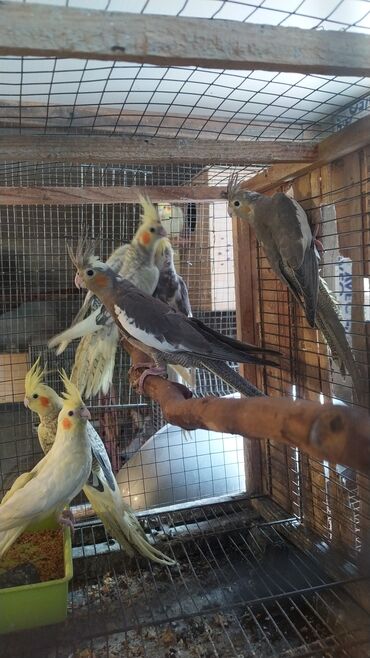 Tutuquşları: Salam bayram endi̇ri̇mləri̇ davam edi̇r . Bi̇ldi̇rmək i̇stərdi̇mki̇ — 7