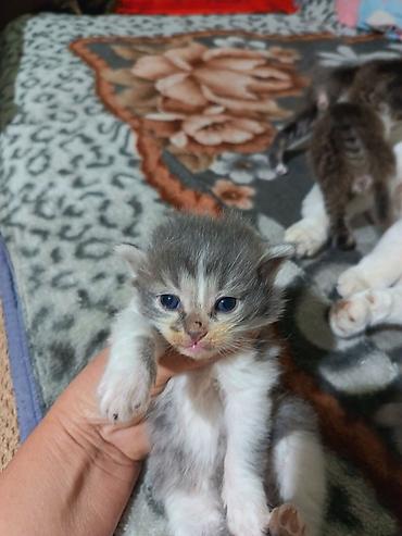 Продажа кошек: Котята вместе с мамами, 2 кошки молодые и 8 котят. - Помёт — 9