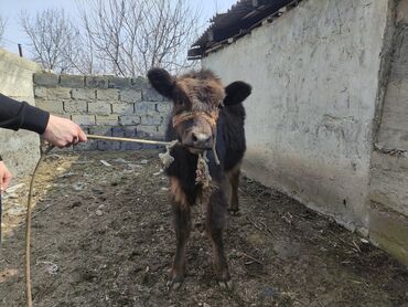 Коровы, быки: Продаю | Музоо, торпок | Для разведения, Для молока