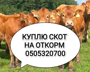 карова стелная: Куплю | Коровы, быки, Лошади, кони | На откорм, Откормленные, Самовывоз