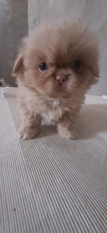 пудель карликовый цена: Pekines