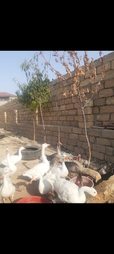 ozturkler qaz: Qazlar 6 ayliqdr 1 yasi olanlarda var qiymet muxtelifdir yerli ve lalafo.az -da ozturkler qaz: Qazlar 6 ayliqdr 1 yasi olanlarda var qiymet muxtelifdir yerli ve