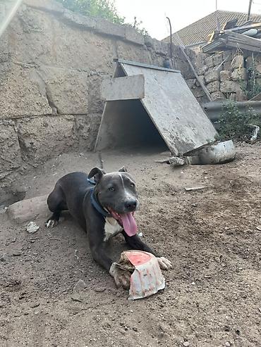 İtlər: Pitbul -da lalafo.az — 5 İtlər: Pitbul — 5