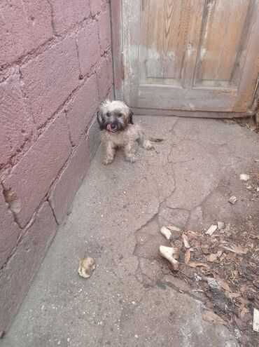 İtlər: Bolonka, 8 ay, Erkek, Sənədli, Ünvandan götürmə — 6