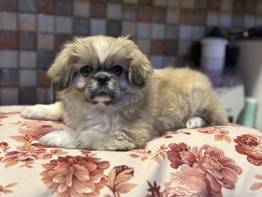 İtlər: Pekines, 3 ay, Dişi, Peyvəndli, Ünvandan götürmə