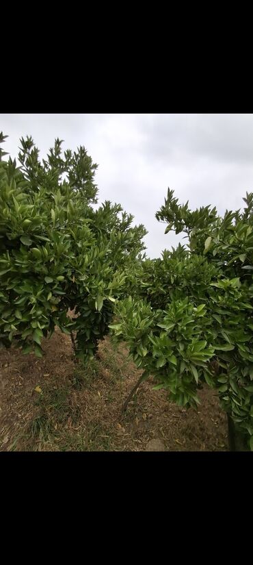 Torpaq sahələrinin satışı: 15 sot, Mülkiyyətçi, Kupça (Çıxarış) -da lalafo.az — 11 Torpaq sahələrinin satışı: 15 sot, Mülkiyyətçi, Kupça (Çıxarış) — 11