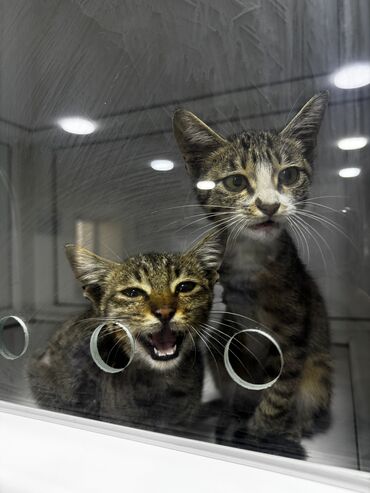 Pişiklər: Tabbi, Erkək, Dişi, Yaxşı əllərə, Pulsuz çatdırılma -da lalafo.az — 5 Pişiklər: Tabbi, Erkək, Dişi, Yaxşı əllərə, Pulsuz çatdırılma — 5