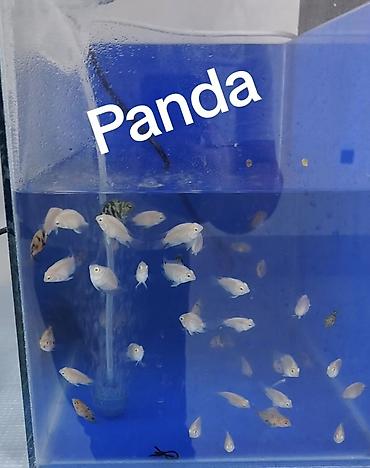 belamor balığı: Panda balığı, Yırtıcı, Ünvandan götürmə — 1