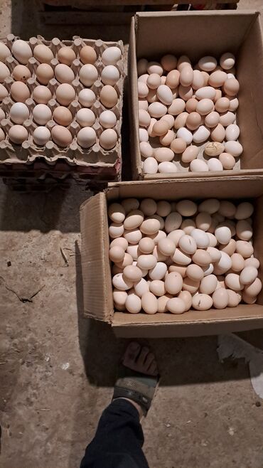 yumurta satışı: Salam Mayalı yumurtalar satılır.Kime lazım olsa xəbər etsen
