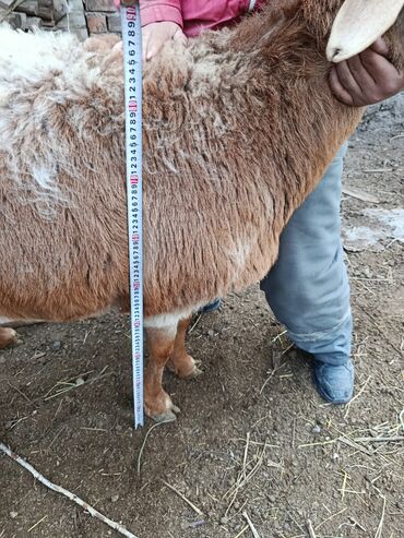 Баран, овца: Продаю | Овца (самка) | Арашан | Для разведения | Котные — 16