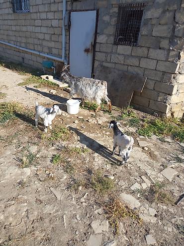 keci satışı: Keci satilir ekiz balalar ile Unvan Ceyranvatan tam saqlam heyvanlardi — 2