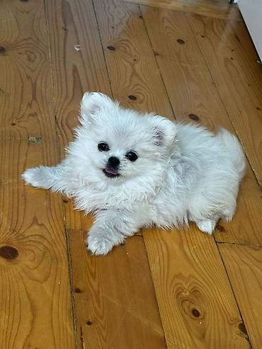 febulus dermani haqqinda: Pekines, 1 ay, Dişi, Peyvəndli, Ödənişli çatdırılma — 1