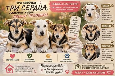 охотничьи щенки: Дворняжка, 5 месяцев, Самка, С прививкой — 1