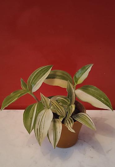 Otaq bitkiləri: Традесканция и др — 28