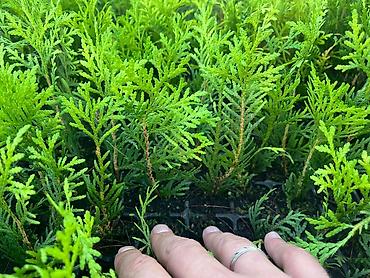 Декоративные деревья: Саженцы деревьев: Туи — 6