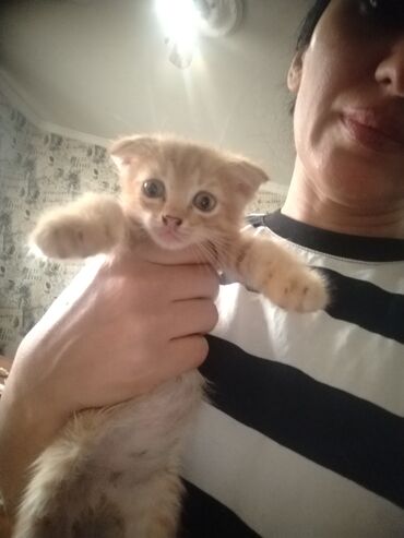 животные отдам в добрые руки: Кошки