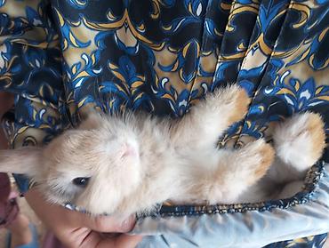 Dovşanlar: Holland Lop qulaqlı dekorativ dovşan balaları - Cins: Lop (sallanan — 6