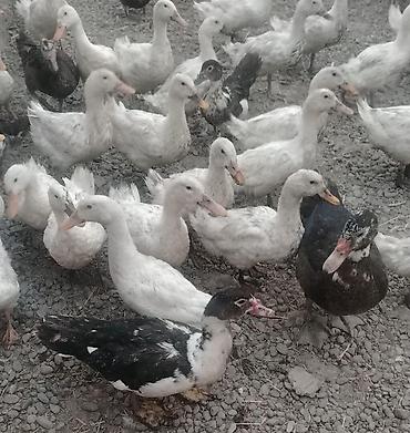 ordək balası və cucə: Satılır: ördək və muskovi ördək (hind-ördəyi) sürüsü - Növ: ağ yerli — 2