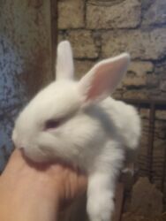 Pişiklər: Saglam bala dovşan satilir agdi hamisi qaragozde var qirmizigoz de