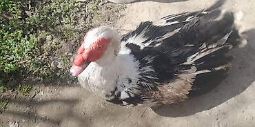 qurd basar iti: Lal ördək 1yasi var erkəyi, 4+kg çəkisi varson giymeti — 2