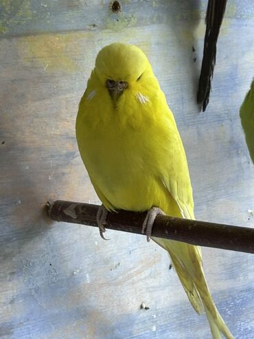 Tutuquşları: Çex və jumbo quşlar satılır Qiymətlər fərqlidir 30 azn 80 azn qədər — 6