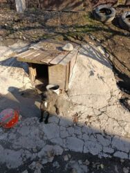 мопс купить: Ит бекер берилет: 9 айлык, Ургаачы