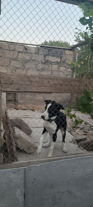 border colie: 6 ay, Erkek, Ünvandan götürmə