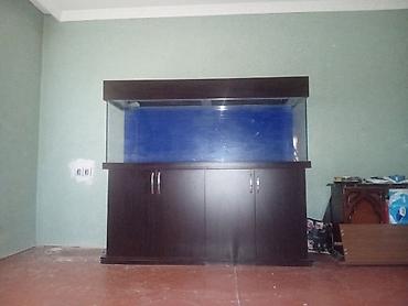 akvarium daslari: Akvarium 180×60×50 cəmi 650 manat akvarium yaxşı vəziyyətdədir heç bir — 1