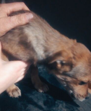 Отдам даром собаку: Собака даром: Дворняжка, 2 месяца, Самка at lalafo.kg — 7 Отдам даром собаку: Собака даром: Дворняжка, 2 месяца, Самка — 7