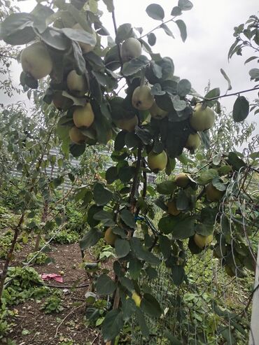 Həyət evləri və villaların satışı: 1 otaqlı, 36 kv. m, Yeni təmirli — 41