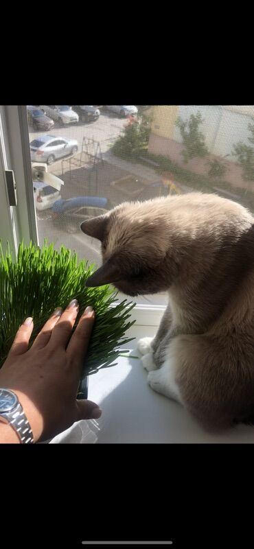 Отдам даром кошку: Кошка даром: Сиамская, Девочка, Приучена к лотку — 9