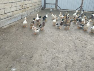 Ördəklər: İsdeye görə dəyişir .Müddəti isdeses təmizlənmiş de -da lalafo.az — 13 Ördəklər: İsdeye görə dəyişir .Müddəti isdeses təmizlənmiş de — 13